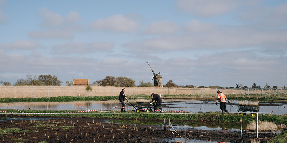 People planting up in a peaty fen with a derelict mill in the background.