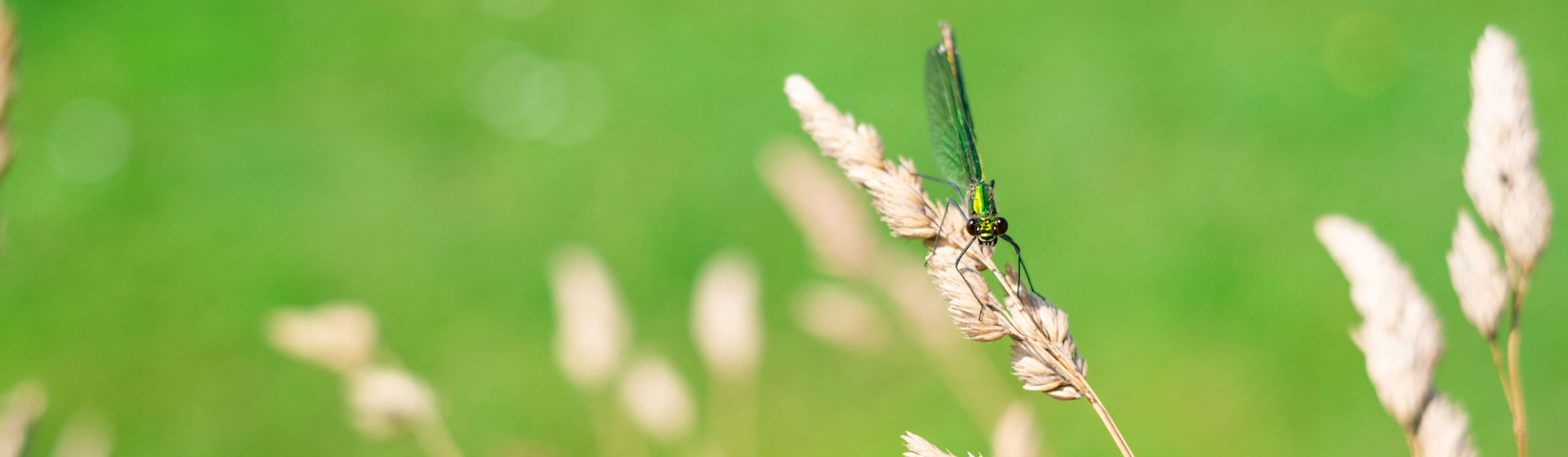 A green-tinged female banded demoiselle damselfly is perched on a pale brown-coloured grass flower. It is facing towards the camera and the background is primarily green with some other out of focus flowers.